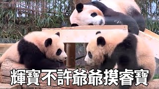 Huibao ate gp's vinegar  no touch Ruibao. Gp gave new bamboo to coax Huibao [meow wow]