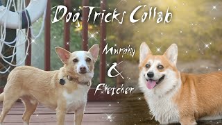 DOG TICKS COLLAB ||MURPHY & FLETCHER|| by CØrgi Fletcher 237 views 1 year ago 2 minutes, 32 seconds