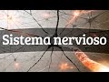 El funcionamiento del sistema nervioso