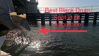 Best Black Drum Spot in St Augustine!