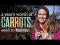 A years worth of carrots seed to harvest