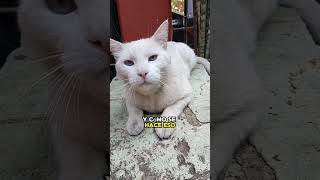 Gatos ocultan la inmortalidad y los secretos del mundo 2