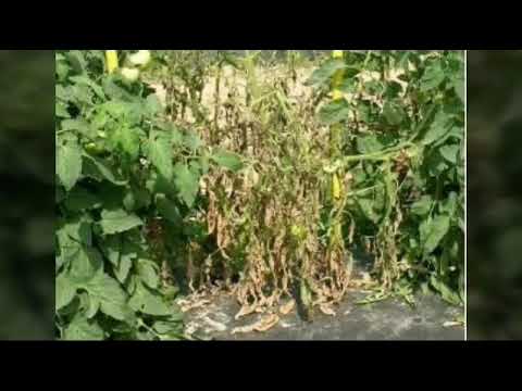 Video: Ofilirea Roșiilor Fusarium