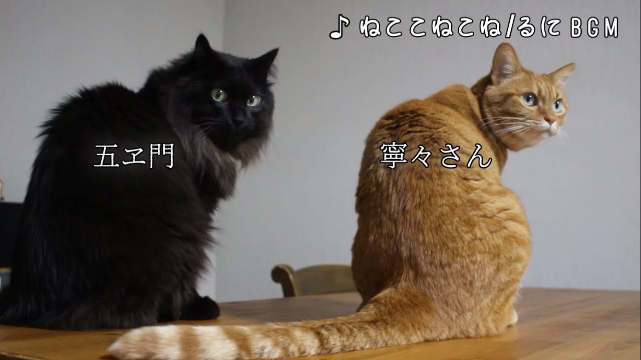 【猫日記】猫の五ヱ門と寧々さんと暮らしています