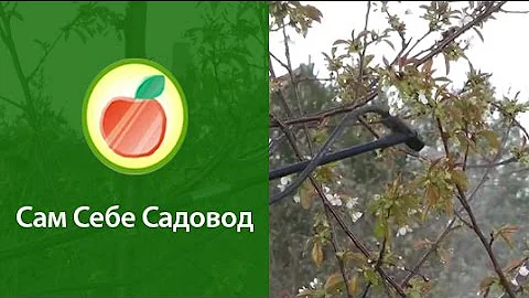 Опыление черешни