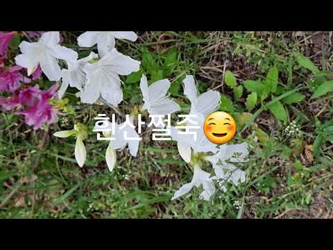 이름모를 꽃
