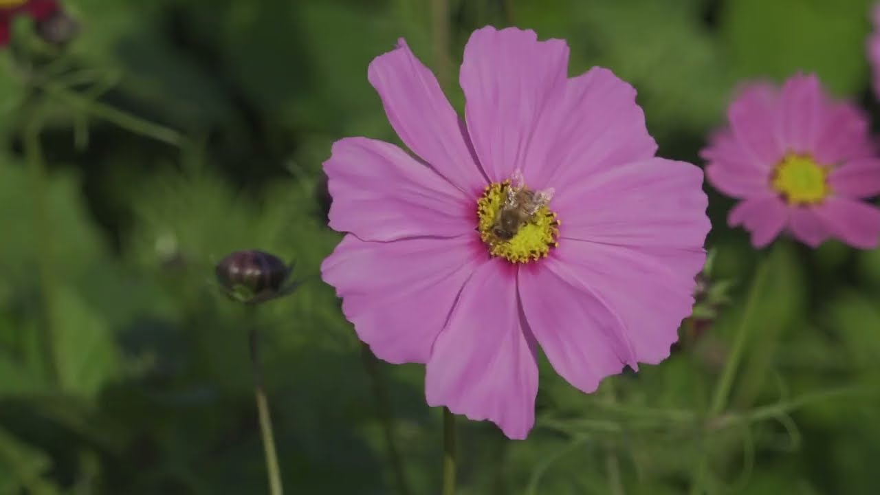 読谷コスモス畑2026 撮影日：2026年2月4日(水) - YouTube