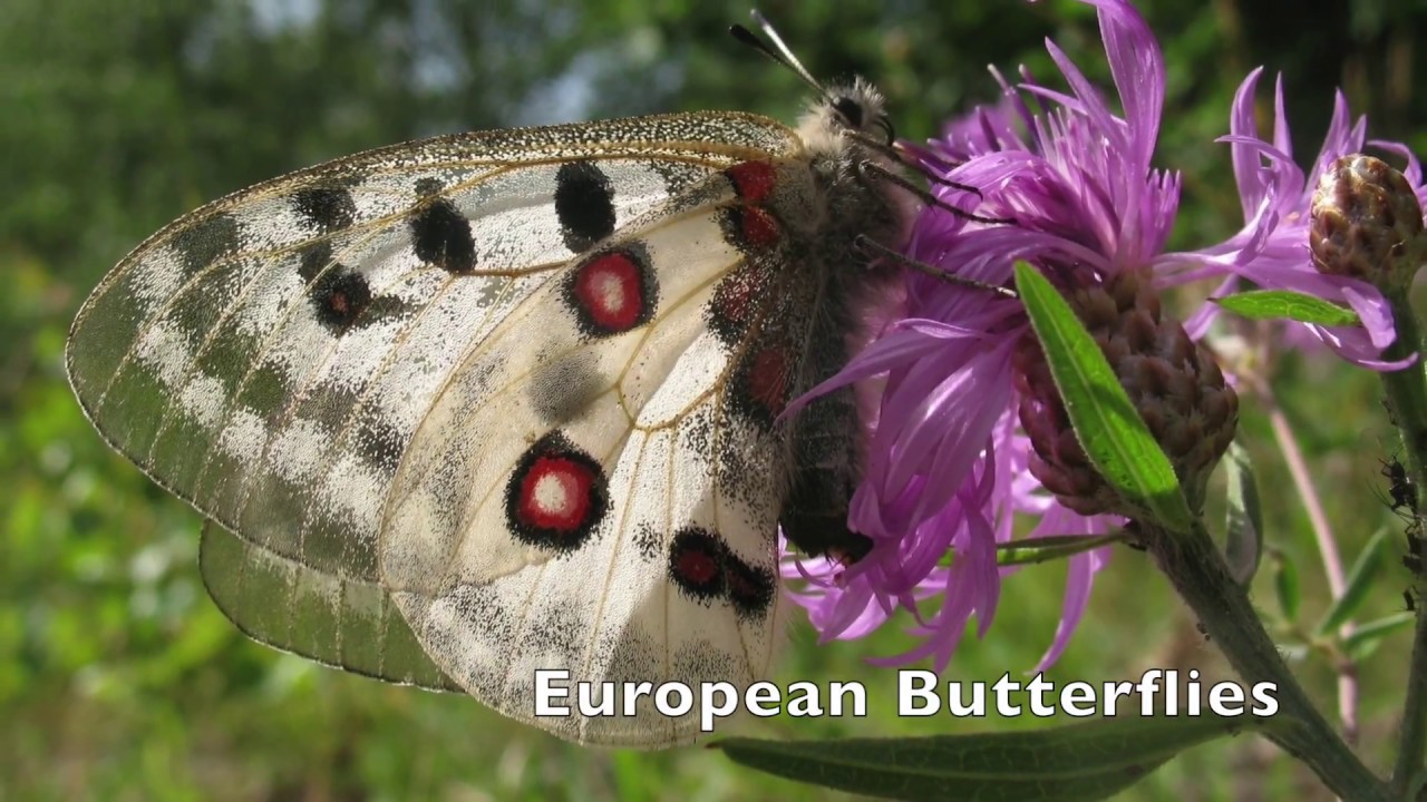 European Butterflies