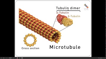 5a  Cytoskeleton