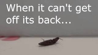 Elateridae - Click Beetle