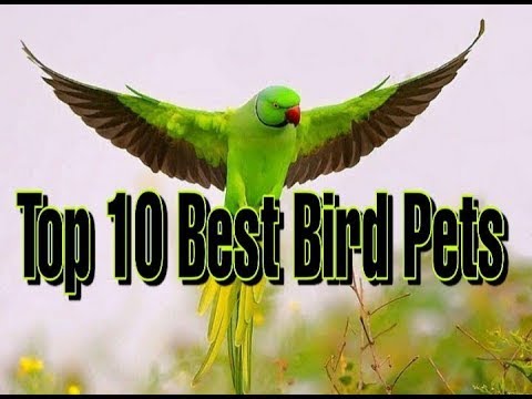 Video: Sve o parakeets: savršen ljubimac za djecu