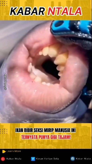 This Sexy, Human-Lipped Fish Actually Has Sharp Teeth!