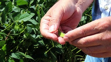 Computer-Simulated Soybeans & Machine Learning for Seed Performance of All Crops