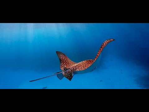 Chasing Eagle Rays with Sundiver Snorkel Tours in Key Largo, Florida