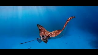 Chasing Eagle Rays with Sundiver Snorkel Tours in Key Largo, Florida