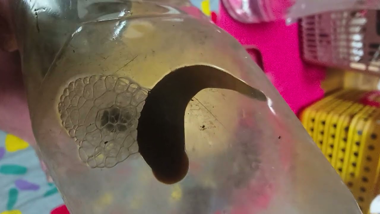 Leach leech I think it is a egg