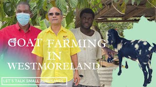 A PROMISING GOAT FARMER IN WESTMORELAND JAMAICA || HOW TO REAR GOATS AND SHEEP