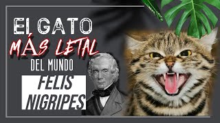 El felino más peligroso del mundo ‼  | Felis nigripes