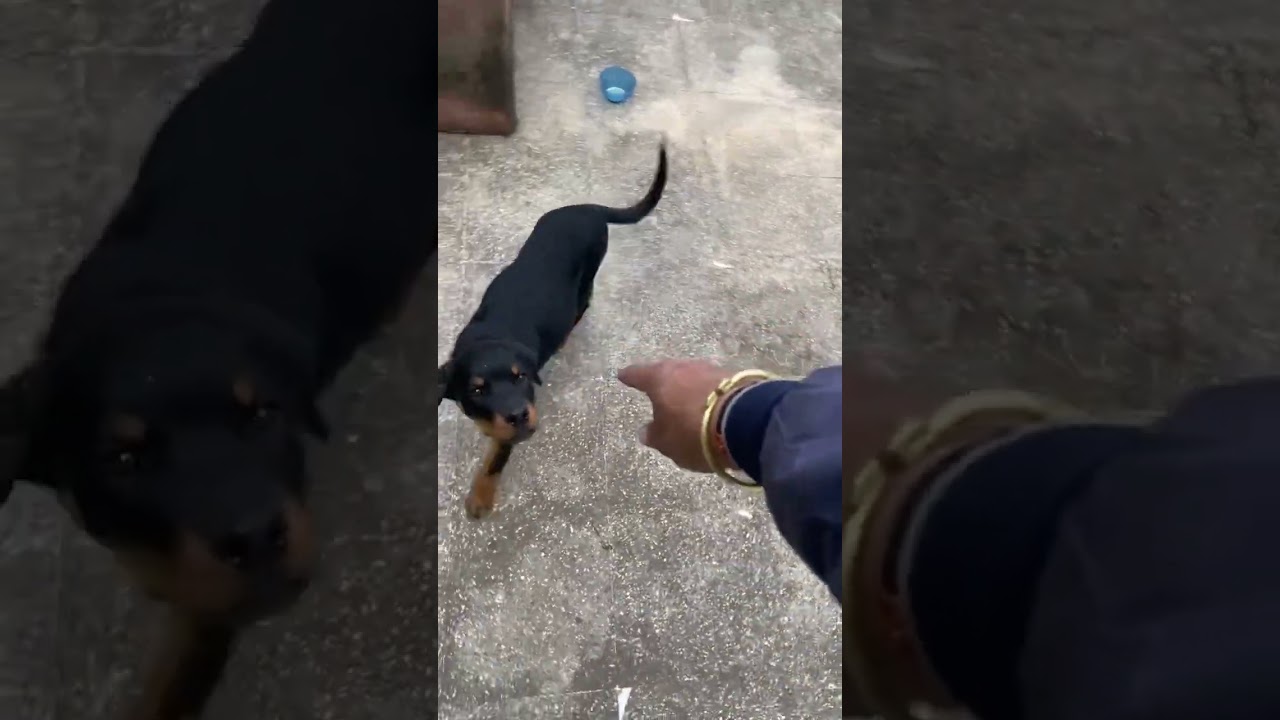 #professionaldogtrainer