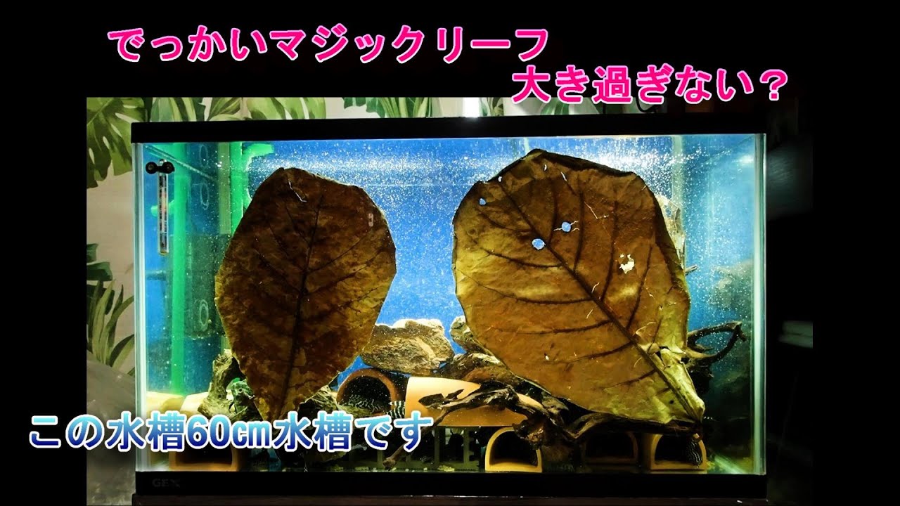 A video introducing a giant Magic Leaf. This Magic Leaf is quite