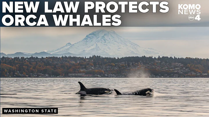 New law requires boaters to stay 1,000 yards away from Southern Resident orcas
