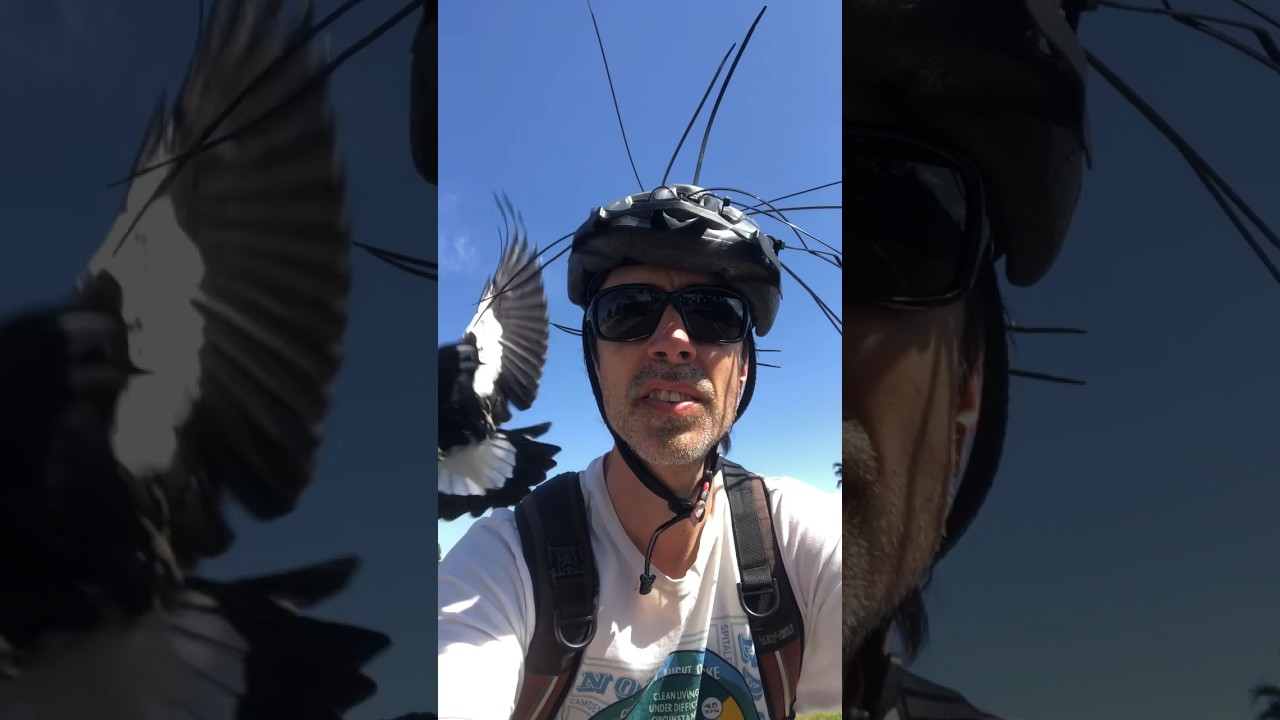 When Magpies Attack Your Face