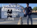 Learn how to do loose leash walking with your 8 month old dog