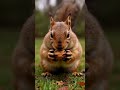 Ĉu vi ankaŭ volus doni la nukseton al la sciuro?Would You Also Like To Give The Nut To The Squirrel