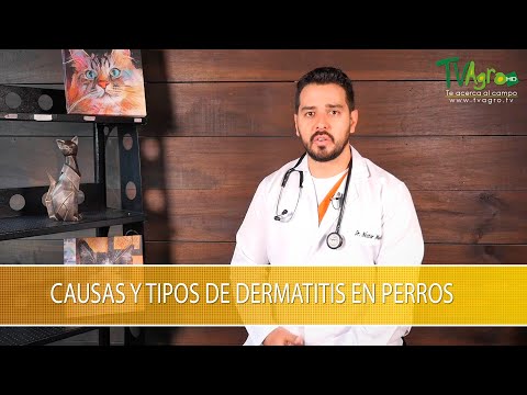 Video: Cómo Tratar La Dermatitis En Perros