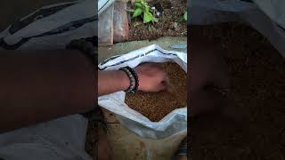 best mix seed for birds . finches and budgies mix seed.#birds #finches #seeds #cockatiel #youtube