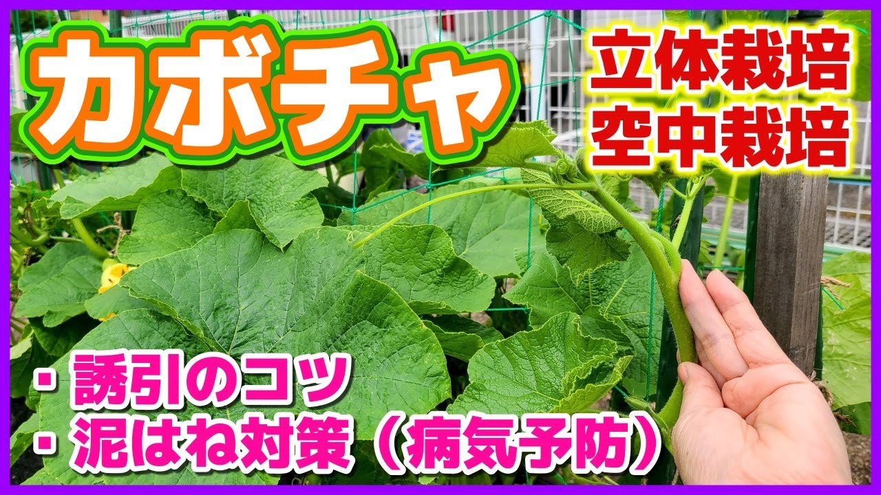 狭い場所で出来るカボチャの立体栽培 空中栽培 の親づる誘引のコツ 仕立て 泥はね防止で病気予防 ロロン Youtube