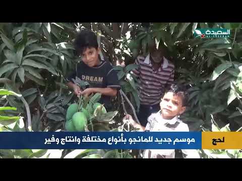 يبدأ في لحج موسم جديد للمانجو بأنواع مختلفه وانتاج وفير