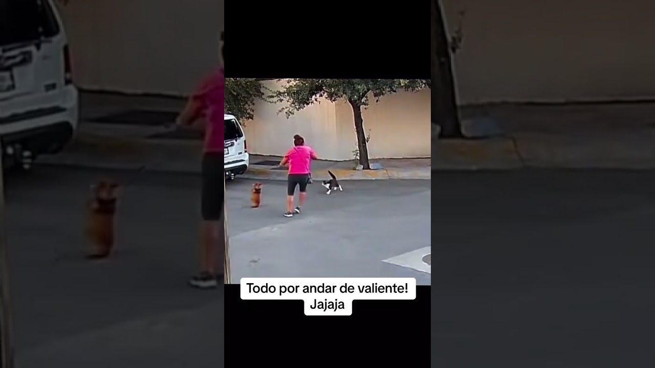 "¡El Gato Valiente! Un Enfrentamiento Inesperado"