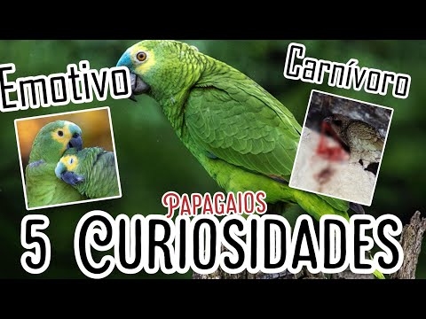 Vídeo: Fato interessante sobre papagaios para crianças