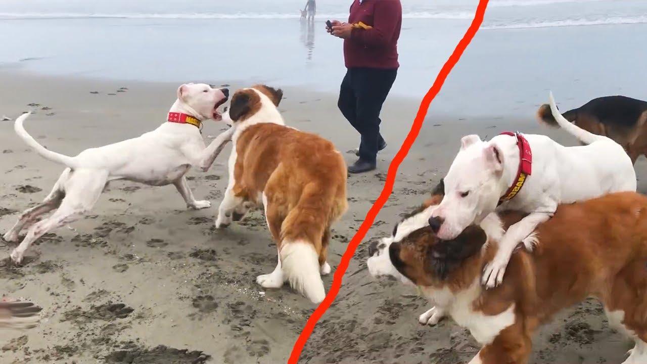 Dogo Argentino attacks San Bernardo on hike
