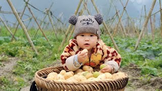 Full Video; Harvesting potato garden to sell, Growing cabbage, Perfecting the kitchen, Cooking