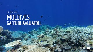 Maldives Scuba diving  Gaffu Dhaalu Atoll (24.05)