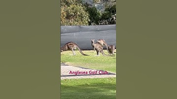 Kangaroo hoang dã ở Úc.                                                   #Hellocuocsonguc  #shorts