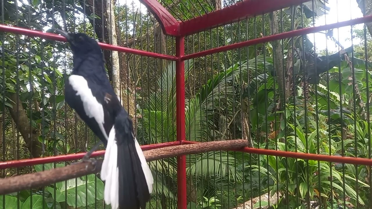 Pancingan kacer emosi.bikin lawan cepat respon dan buka ekor