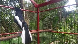 Pancingan kacer emosi.bikin lawan cepat respon dan buka ekor