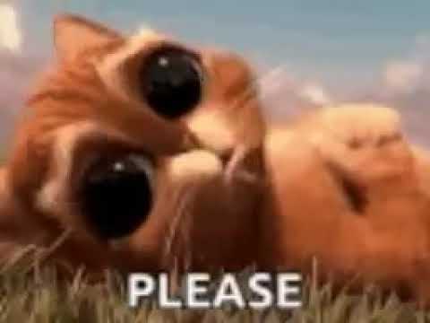 Cutie cat - YouTube