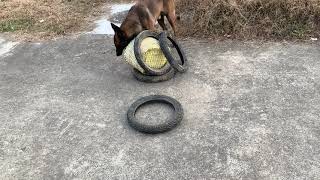 #smartdogs #smartdog #funnyanimals by Wolfman 6,676 views 1 year ago 1 minute, 13 seconds