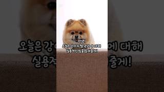 강아지 털 관리 꿀팁 (Tips for Grooming Your Dog&#39;s Coat)  #doglovers #doggroomingforbeginners
