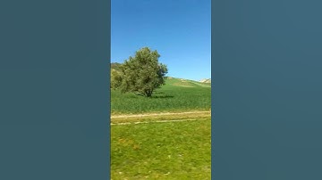  قَالَ إِنَّمَا أَشْكُو بَثِّي وَحُزْنِي إِلَى اللَّهِ سورة يوسف القارئ سعد الغامدي