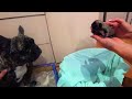 Французский бульдог роды. Эксклюзивные щенки от Бони. French bulldog birth.