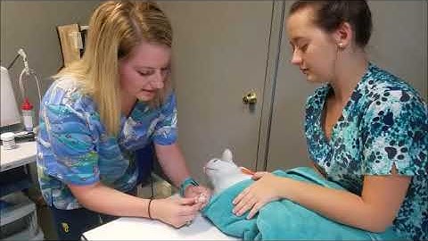 VTHT 1301 AVMA Task Video