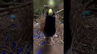 Download Lagu thanks for watching Mr birds #birdlove #birdsofafeather #birdwatching #shorts #shortvideo #viral MP3 Download Lagu thanks for watching Mr birds #birdlove #birdsofafeather #birdwatching #shorts #shortvideo #viral MP3