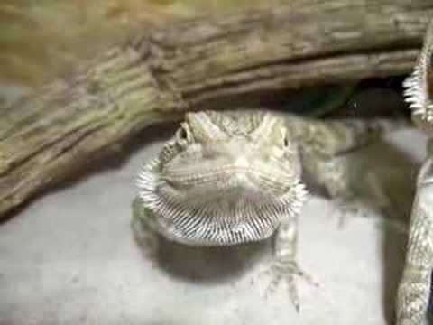 Mon Bebe Pogona Youtube