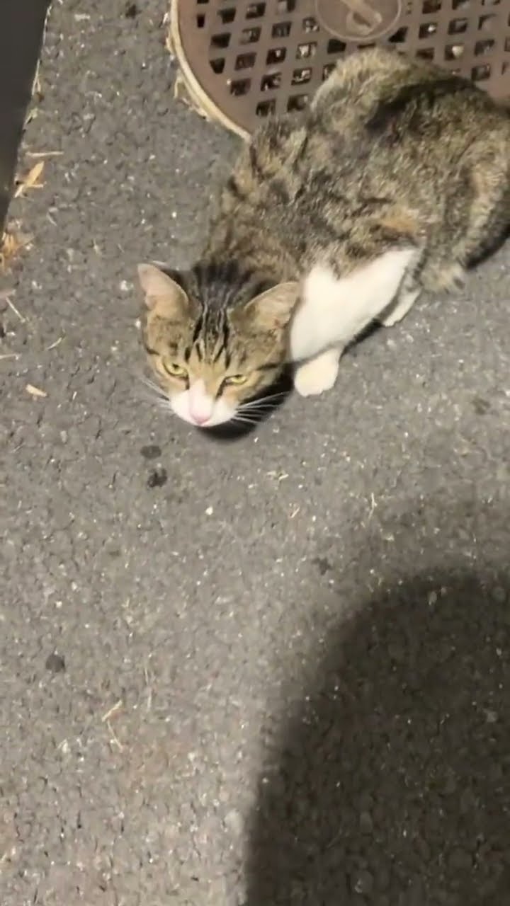  Cute Stray Cat Suddenly Sneezes cat funnycats 