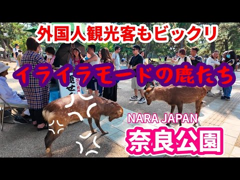 外国人観光客が楽しむ奈良公園 『奈良の鹿とふれあう外国人』イライラモードの奈良の鹿たち 【外国人の反応】